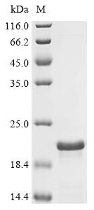 Recombinant African swine fever virus Inner membrane protein p54 (p54), partial