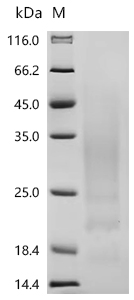 Recombinant Human Interleukin-13 (IL13)