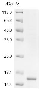 Recombinant Human papillomavirus type 18 Minor capsid protein L2 (L2), partial