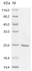 Recombinant Staphylococcus aureus Large ribosomal subunit protein bL12 (rplL)