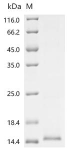 Recombinant Human Transmembrane protein 213 (TMEM213)