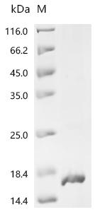 Recombinant Human papillomavirus type 16 Truncated L2 protein (L2), partial