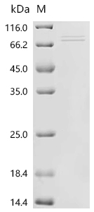 Recombinant Human Butyrophilin-like protein 2 (BTNL2), partial