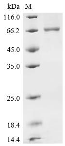 Recombinant Human Butyrophilin-like protein 2 (BTNL2), partial