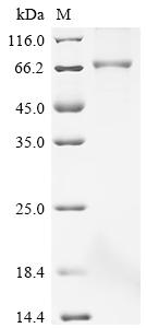 Recombinant Human Butyrophilin-like protein 2 (BTNL2), partial