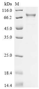 Recombinant Human Butyrophilin-like protein 2 (BTNL2), partial