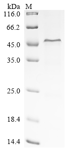 Recombinant Human Complement factor H (CFH), partial