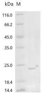 Recombinant Mycoplasma hyorhinis Variant surface antigen E (vlpE)