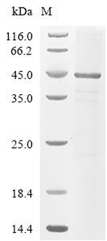 Recombinant Human Serine protease hepsin(HPN)