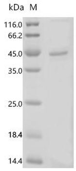 Recombinant Helicobacter pylori Apolipoprotein N-acyltransferase (lnt)