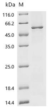 Recombinant Human G protein-activated inward rectifier potassium channel 4 (KCNJ5)