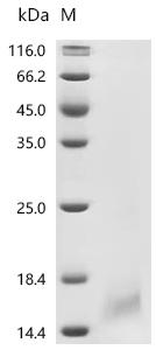 Recombinant Human coronavirus 229E Envelope small membrane protein (E)