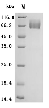 Recombinant Human CD58 protein (CD58), partial, Biotinylated (Active)