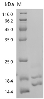 Recombinant Rat Tumor necrosis factor (Tnf), partial (Active)