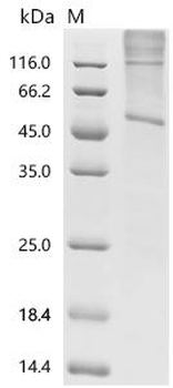Recombinant Human Orexin receptor type 2 (HCRTR2)