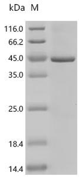 Recombinant Drosophila melanogaster Gustatory receptor for sugar taste 43a (Gr43a)