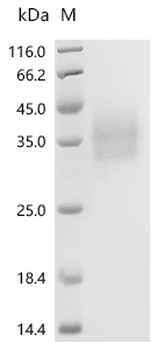 Recombinant Human Leukocyte surface antigen CD47 (CD47), partial, Biotinylated