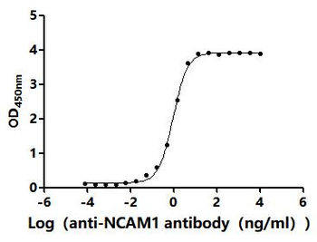 Recombinant Human Neural cell adhesion molecule 1 (NCAM1), partial (Active)