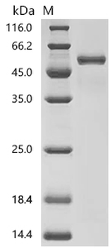 Recombinant Macaca mulatta T-cell surface glycoprotein CD4 (CD4), partial (Active)