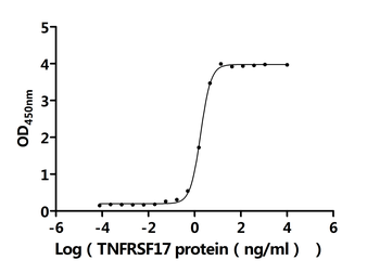 Recombinant Human Tumor necrosis factor receptor superfamily member 17 (TNFRSF17), partial (Active)