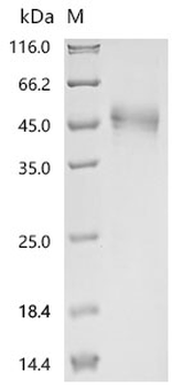 Recombinant Human Monocyte differentiation antigen CD14 (CD14), partial (Active)