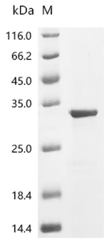 Recombinant Human Tumor necrosis factor ligand superfamily member 10 (TNFSF10), partial