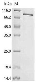 Recombinant Human Signal recognition particle receptor subunit alpha (SRPRA)