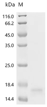 Recombinant Escherichia virus Qbeta Capsid protein