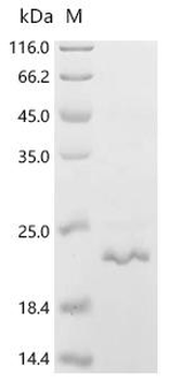 Recombinant Human Matrix-remodeling-associated protein 5 (MXRA5), partial