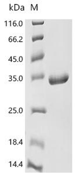 Recombinant Human Ras GTPase-activating-like protein IQGAP1 (IQGAP1), partial
