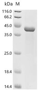 Recombinant Mouse Filamin-A (Flna), partial