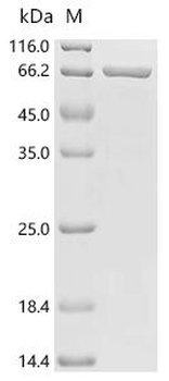Recombinant Human Neuronal acetylcholine receptor subunit alpha-9 (CHRNA9), partial, Biotinylated