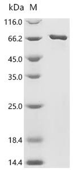 Recombinant Human Neuronal acetylcholine receptor subunit alpha-7 (CHRNA7), partial, Biotinylated