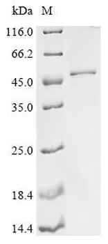 Recombinant Human Complement C1q subcomponent subunit C (C1QC), partial