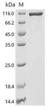 Recombinant Human BBSome complex member BBS1 (BBS1), Biotinylated