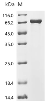 Recombinant Human Bifunctional purine biosynthesis protein ATIC (ATIC)