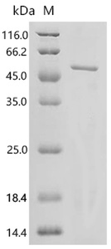 Recombinant Mouse TSC22 domain family protein 4 (Tsc22d4)