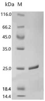Recombinant Human Tumor necrosis factor ligand superfamily member 10 (TNFSF10), partial