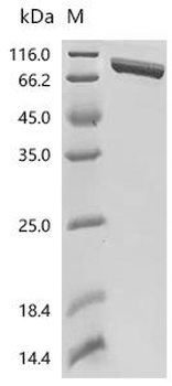 Recombinant Human Semaphorin-6A (SEMA6A), partial