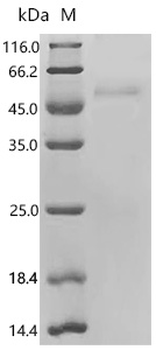 Recombinant Human Scavenger receptor class F member 2 (SCARF2), partial