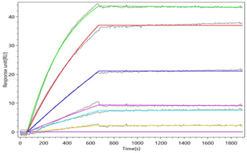 Recombinant Human Paired box protein Pax-8 (PAX8), partial