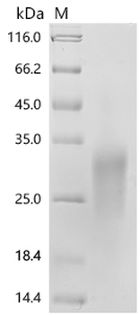 Recombinant Human Cell adhesion molecule CEACAM4 (CEACAM4), partial