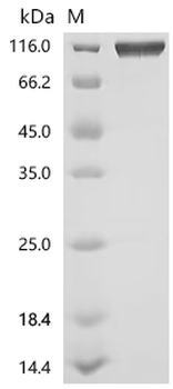 Recombinant Human Delta and Notch-like epidermal growth factor-related receptor (DNER), partial