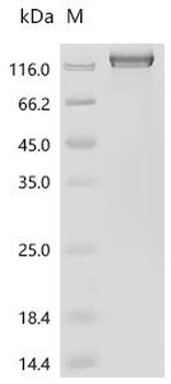 Recombinant Human Delta and Notch-like epidermal growth factor-related receptor (DNER), partial