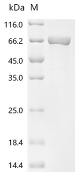 Recombinant Human Serine/threonine-protein phosphatase 2A 65 kDa regulatory subunit A alpha isoform (PPP2R1A)