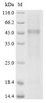 Recombinant Human Vitamin K-dependent protein C（PROC)