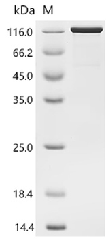 Recombinant Human Cadherin-17 (CDH17), partial