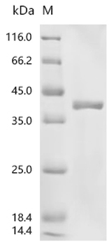 Recombinant Human cytomegalovirus Enhanced green fluorescent protein (egfp) (V164A,S176G)
