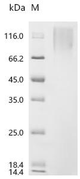 Recombinant Human Delta and Notch-like epidermal growth factor-related receptor (DNER), partial