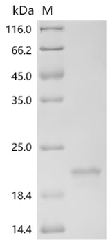 Recombinant Mouse Transcription factor MafF (Maff)